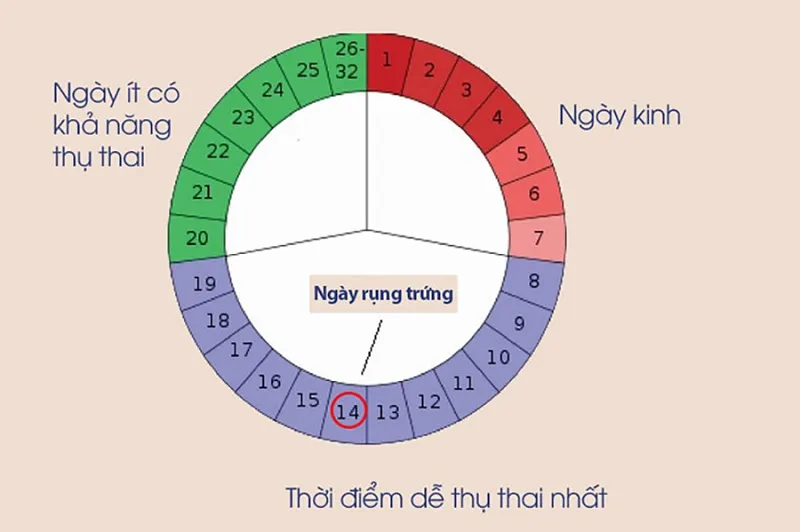 Hình ảnh minh họa tính ngày an toàn dựa trên chu kỳ kinh nguyệt