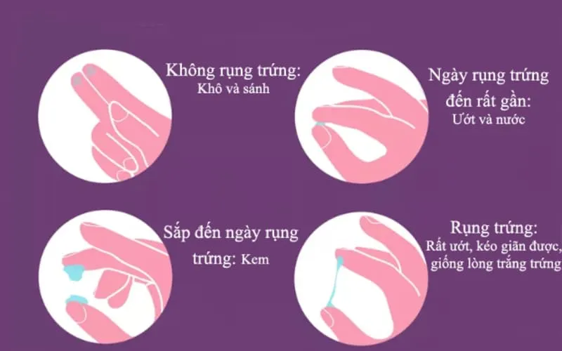 Biểu đồ hoặc hình ảnh minh họa sự thay đổi chất nhầy vùng kín theo chu kỳ