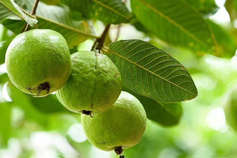Lá ổi - dược liệu truyền thống được sử dụng trong Đông y