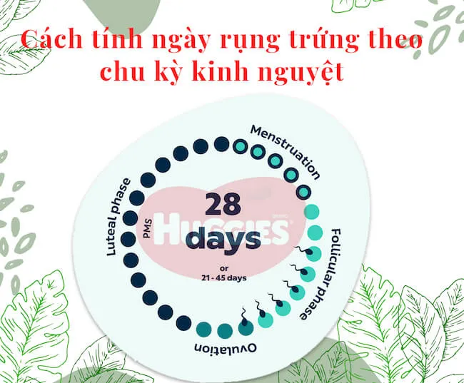 Minh họa công thức tính ngày rụng trứng dựa trên độ dài chu kỳ kinh nguyệt đều đặn