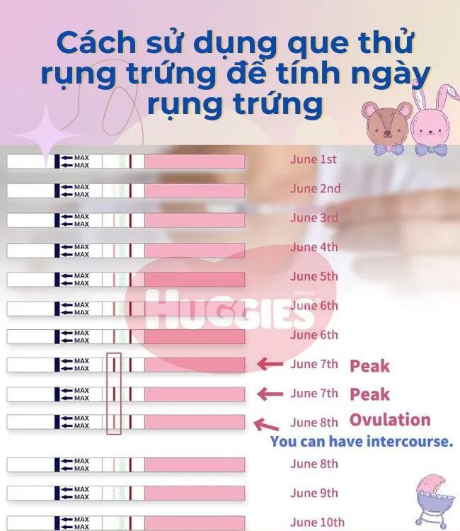 Que thử rụng trứng hiển thị vạch dương tính cho thấy sự tăng nồng độ hormone LH, dấu hiệu sắp rụng trứng
