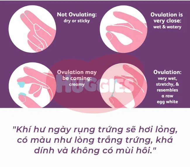 Dịch nhầy cổ tử cung trong như lòng trắng trứng là một dấu hiệu dễ nhận biết của ngày rụng trứng, thuận lợi cho thụ thai
