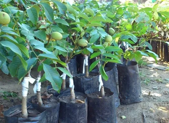 Cây óc chó giống sẵn sàng để trồng