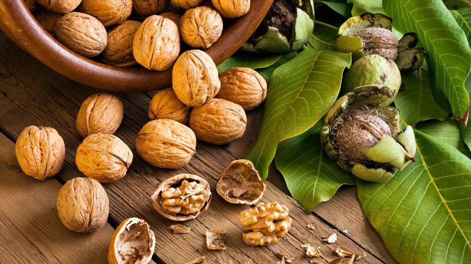 Tổng quan về cây óc chó