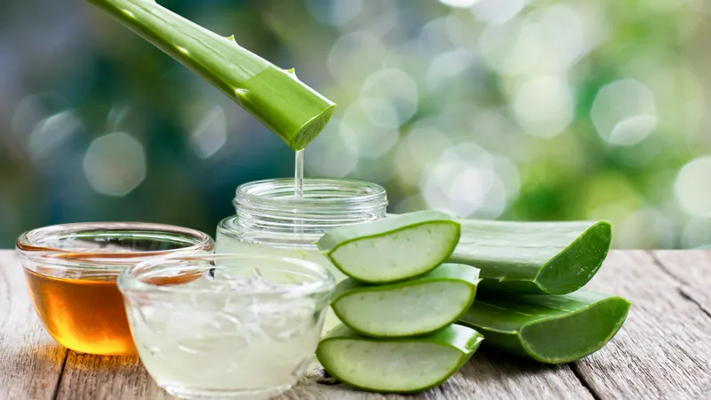 Lá nha đam tươi, nguyên liệu chính giàu dinh dưỡng để ngâm mật ong