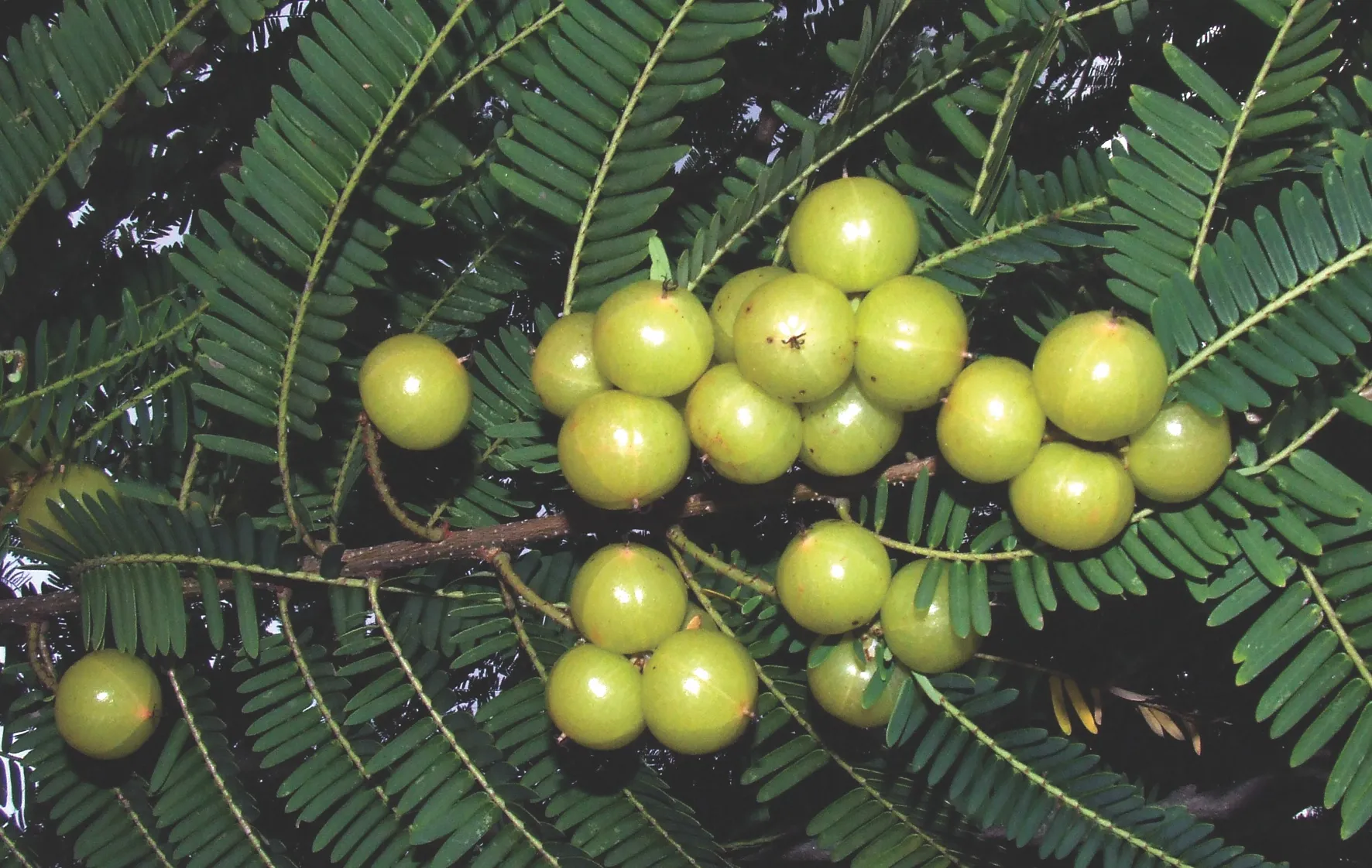 Quả mắc kham giàu vitamin C và chất chống oxy hóa