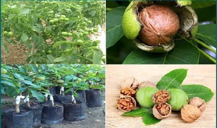 Quy trình chăm sóc cây óc chó sau trồng