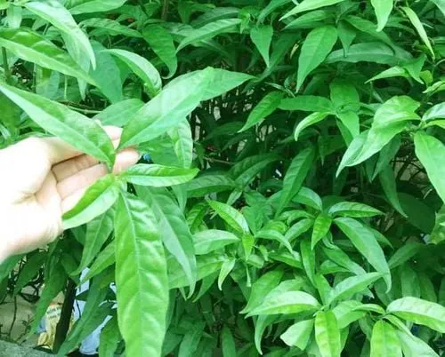 Công dụng của cây xương khỉ trong Y học cổ truyền và hiện đại