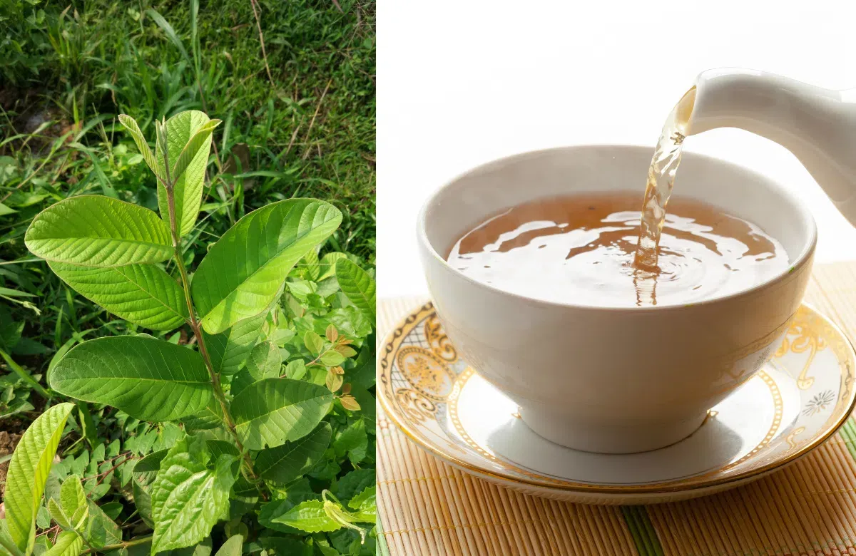 Minh họa tác dụng của lá ổi giúp giảm tiêu chảy.
