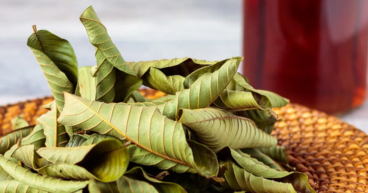Hướng dẫn cách pha chế và sử dụng nước lá ổi đúng cách để đạt hiệu quả tốt nhất.