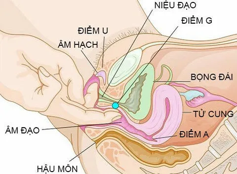 Sơ đồ minh họa vị trí điểm G và các vùng nhạy cảm nữ giới