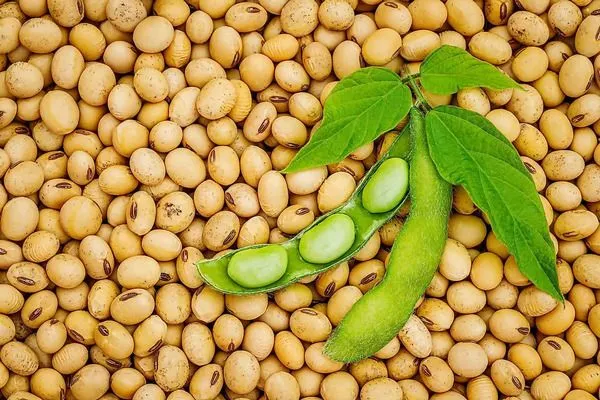 Đậu nành giàu Omega 3 và sắt kích thích tóc mọc