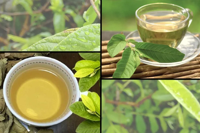 Tách trà lá ổi và bữa ăn, gợi ý thời điểm tốt nhất để uống trà lá ổi hỗ trợ tiêu hóa