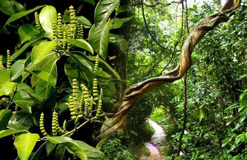 Thân và rễ cây gắm - bộ phận chính dùng làm cao gắm, hỗ trợ giảm đau xương khớp.
