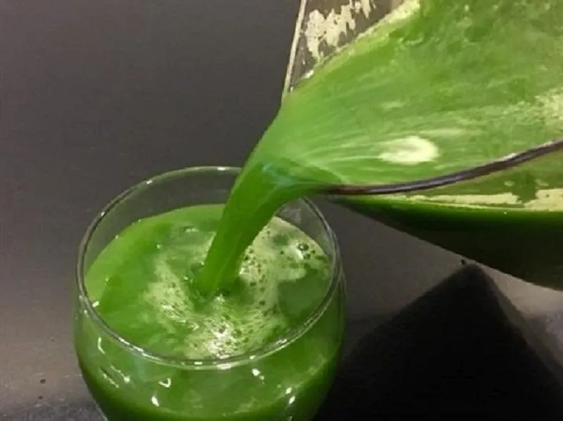 tÃ¡c dá»¥ng cá»§a cÃ¢y sá»‘ng Ä‘á»