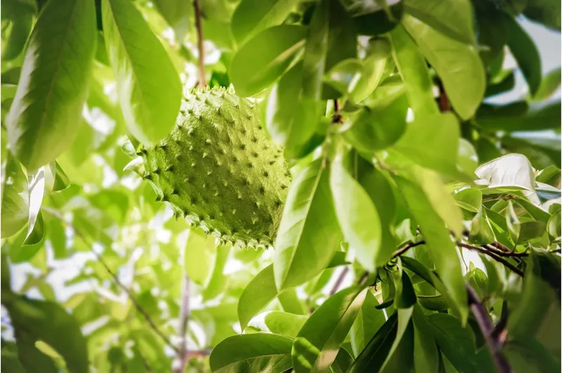 Giá trị dinh dưỡng đa dạng trong quả mãng cầu gai