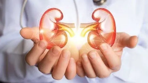 Nguy cơ ảnh hưởng đến thận khi ăn quá nhiều hạt hướng dương chứa kim loại nặng