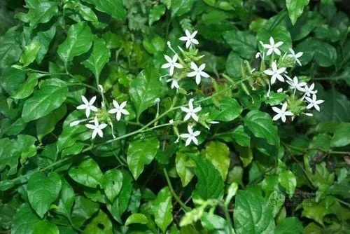 Cây bạch hoa xà, một loại thảo dược truyền thống được dùng trong trị bệnh da liễu.