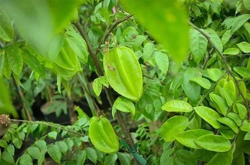 Cây khế với lá và quả xanh