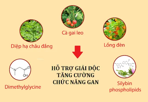 Nhờ sự kết hợp hài hòa, các thành phần trong Ganliver tác động toàn diện giúp bảo vệ và phục hồi chức năng gan