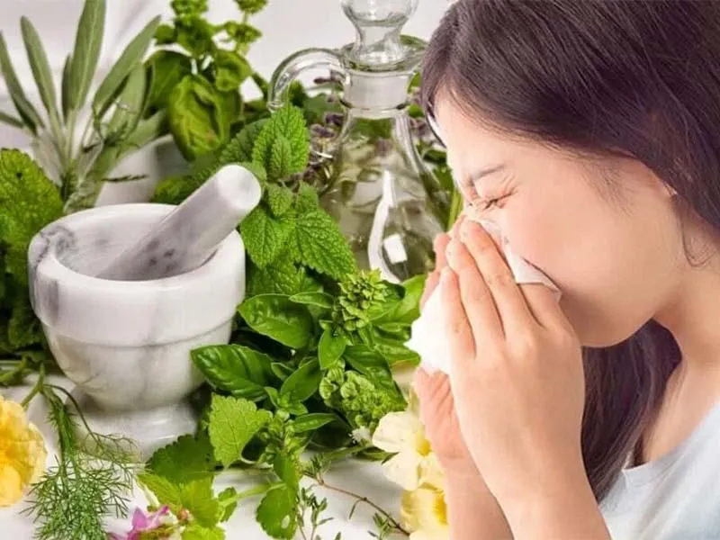 lÃ¡ sá»‘ng Ä‘á» trá»‹ ho