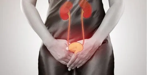 Nhiễm khuẩn đường tiết niệu là bệnh lý phổ biến, thường gặp ở phụ nữ 